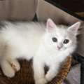 2 Adorable Kittens For Adoption (Must Go Together)