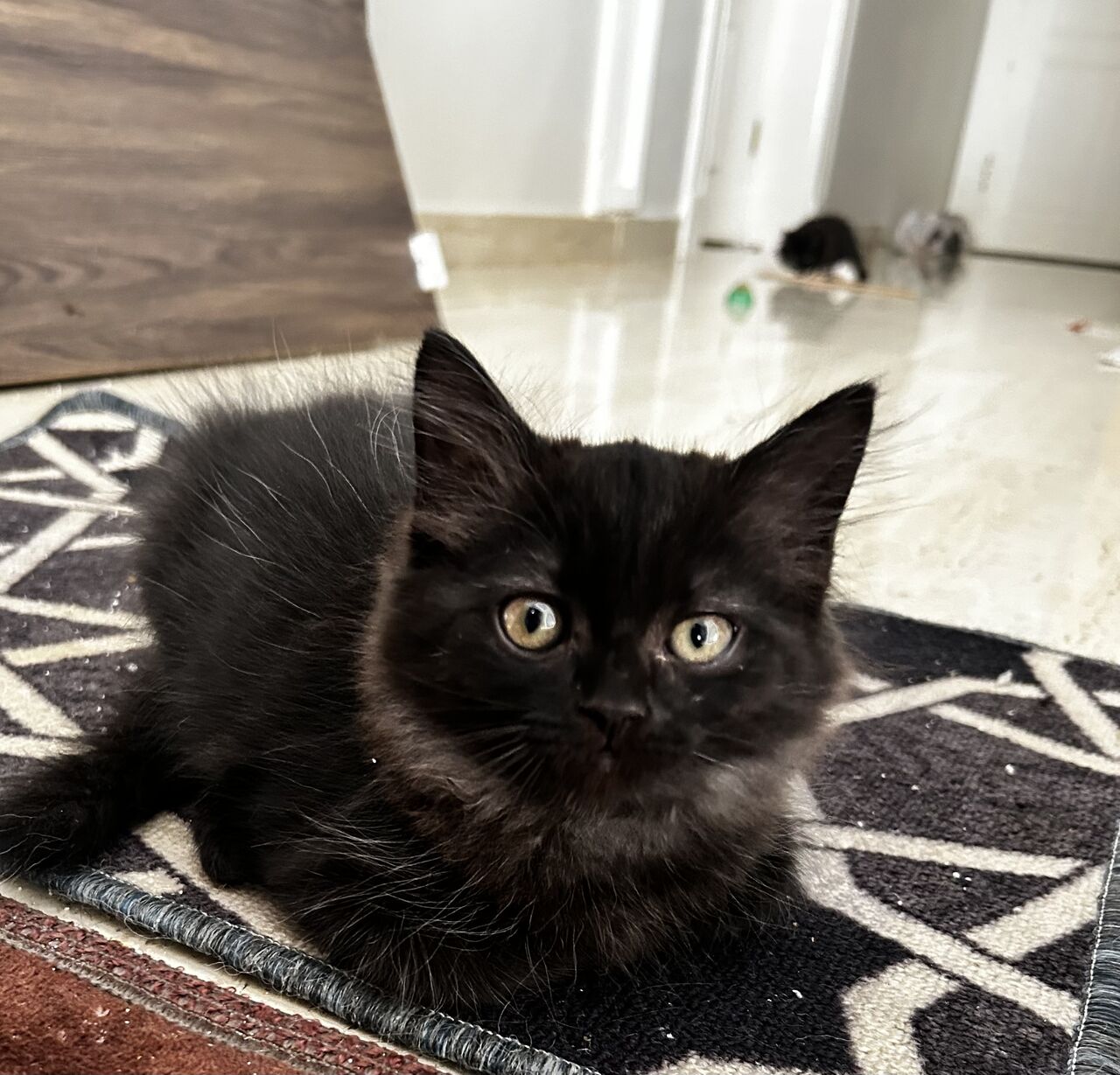 Riyadh, Pet Adoption, 2 Adorable Kittens For Adoption (Must Go Together)
