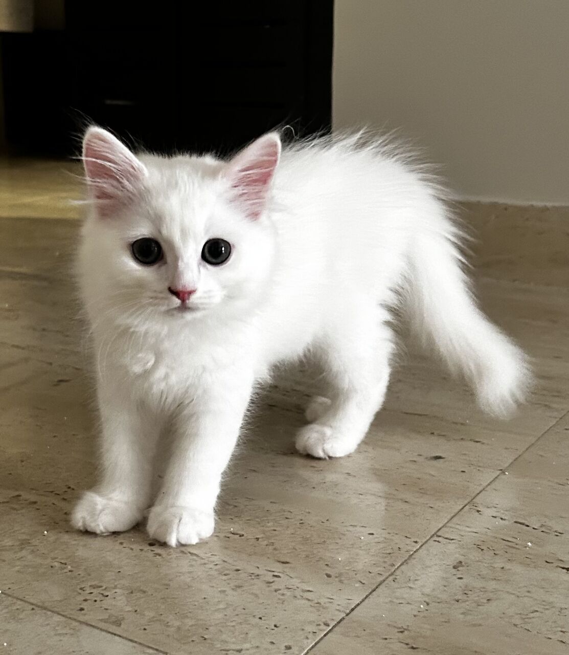 Riyadh, Pet Adoption, 2 Adorable Kittens For Adoption (Must Go Together)