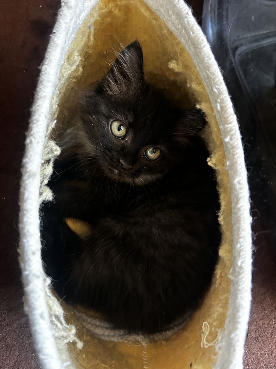 Riyadh, Pet Adoption, 2 Adorable Kittens For Adoption (Must Go Together)