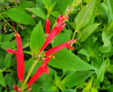 New York, Farm/Garden, What Are The Best Pollinator Garden Plants For Every Season?