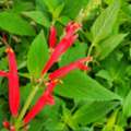 What Are The Best Pollinator Garden Plants For Every Season?