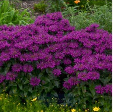 New York, Farm/Garden, What Are The Best Pollinator Garden Plants For Every Season?