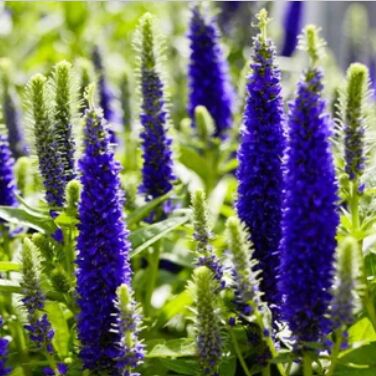 New York, Farm/Garden, What Are The Best Pollinator Garden Plants For Every Season?