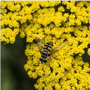 New York, Farm/Garden, What Are The Best Pollinator Garden Plants For Every Season?