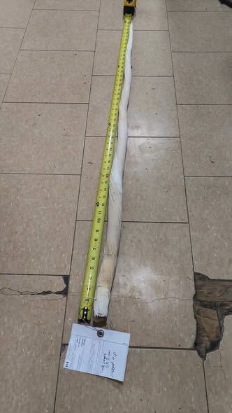 Toronto, Furniture, CAD 1700,  7ft Narwhal Tusk