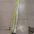 CAD 1700, 7ft Narwhal Tusk