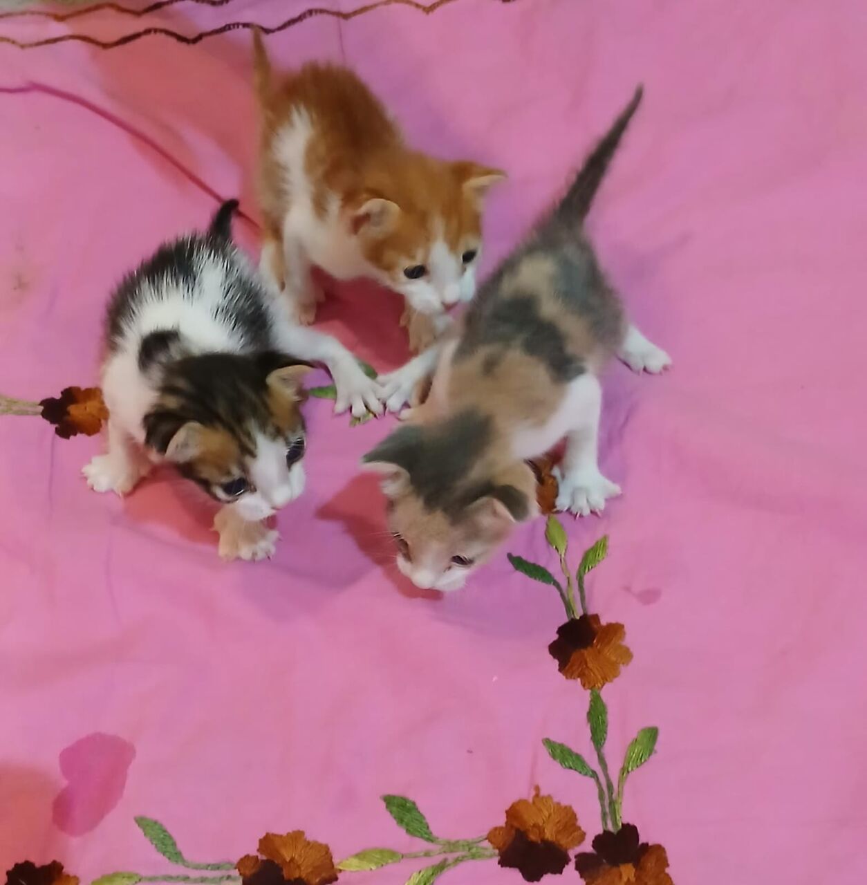 Khobar, Pet Adoption, Three Cute Kitten For Adoption