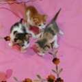 Three Cute Kitten For Adoption