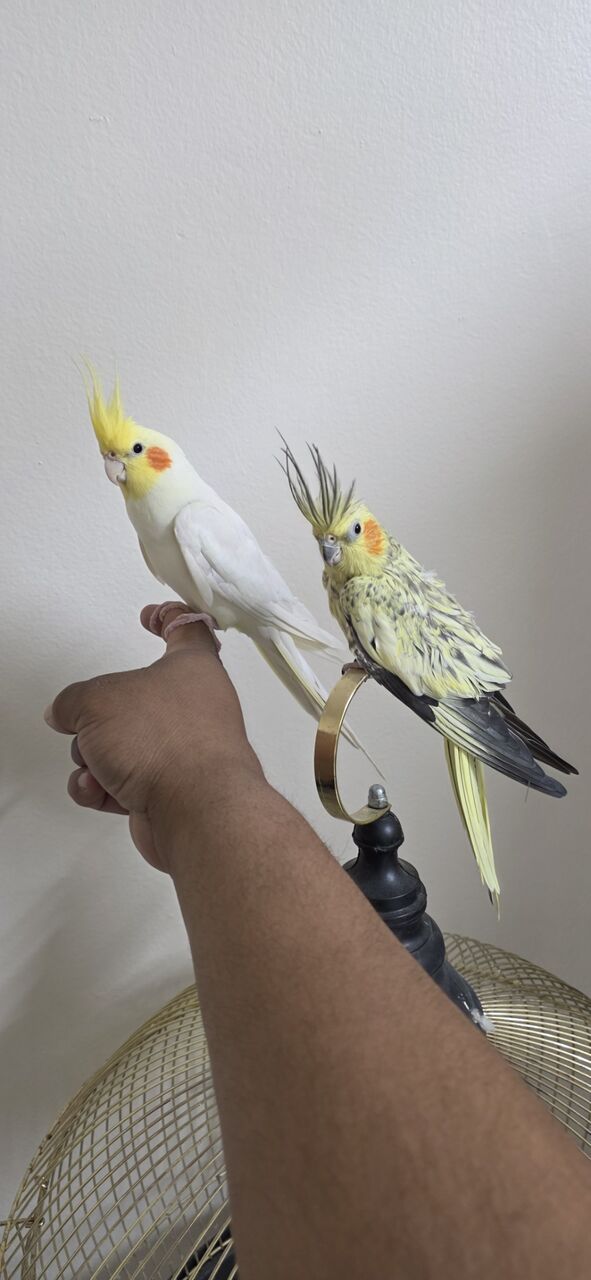 Jubail, Pet Supplies, SAR 500,  Tamed Cockatiel Pair + Full Starter Kit For Bird Lover
