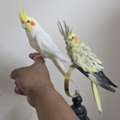 SAR 500,  Tamed Cockatiel Pair + Full Starter Kit For Bird Lover