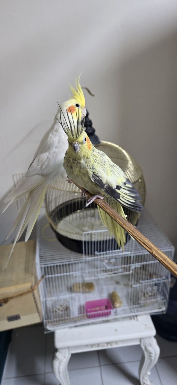 Jubail, Pet Supplies, SAR 500,  Tamed Cockatiel Pair + Full Starter Kit For Bird Lover