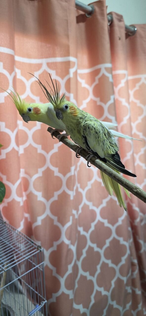 Jubail, Pet Supplies, SAR 500,  Tamed Cockatiel Pair + Full Starter Kit For Bird Lover