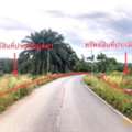THB 12006000,  2 BR,  5392 Sq. Feet,  Single House For Sale Surat Thani Wiang Sa District   Road Along The Irrigation Canal