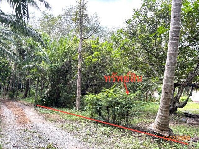 Bangkok, Real Estate For Sale, THB 2499000,  3 BR,  1404 Sq. Feet,  Single House For Sale Surat Thani Kanchanadit District Roads Around Wat Kongkha Lom School