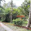 THB 2499000,  3 BR,  1404 Sq. Feet,  Single House For Sale Surat Thani Kanchanadit District Roads Around Wat Kongkha Lom School