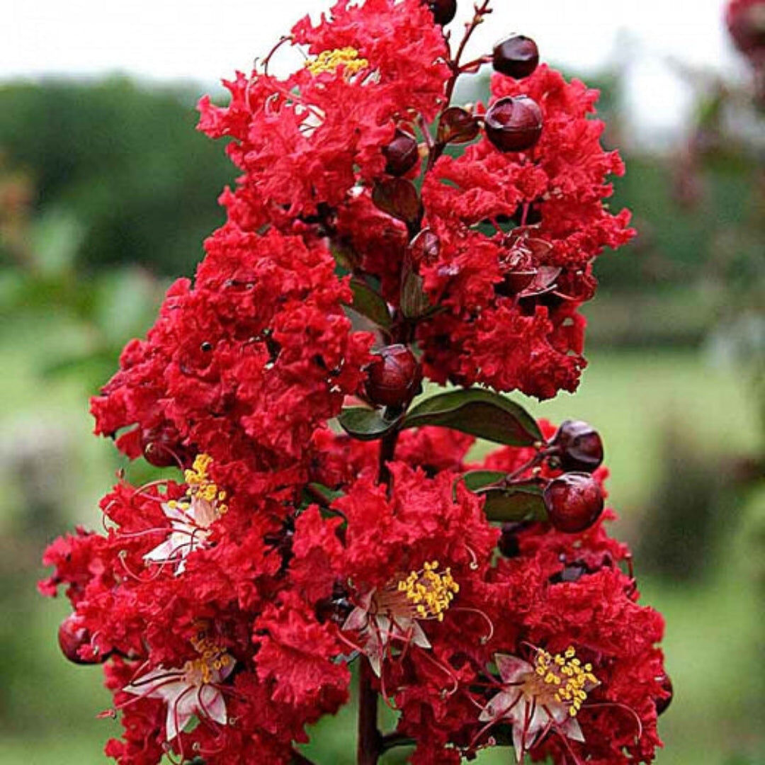 New York, Farm & Garden, USD 237,  Red Crape Myrtle Tree For Sale | Hardy Flowering Shrub