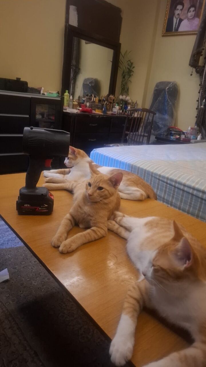 Dammam, Help, Want To Give Away My Kittens