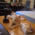 Want To Give Away My Kittens
