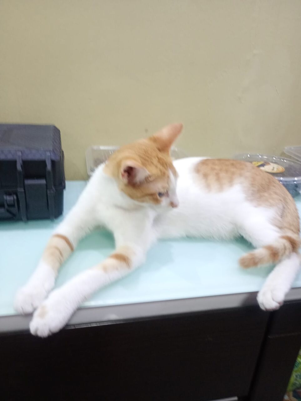 Dammam, Help, Want To Give Away My Kittens