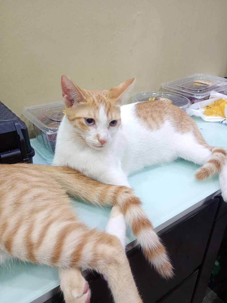 Dammam, Help, Want To Give Away My Kittens