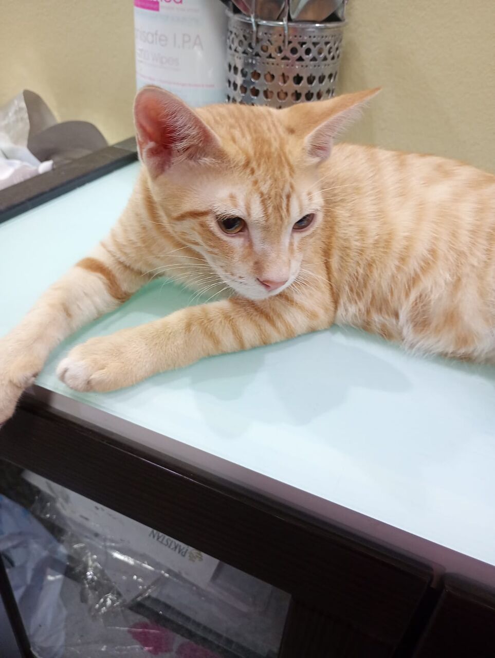 Dammam, Help, Want To Give Away My Kittens