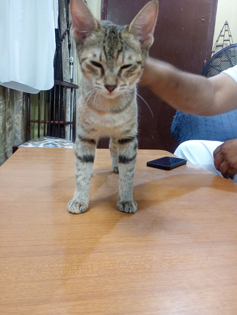 Dammam, Help, Want To Give Away My Kittens