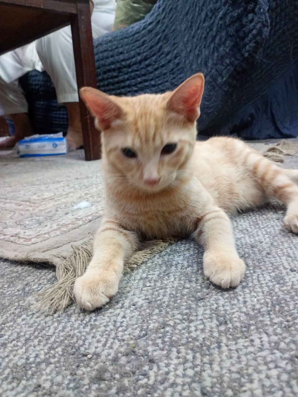 Dammam, Help, Want To Give Away My Kittens