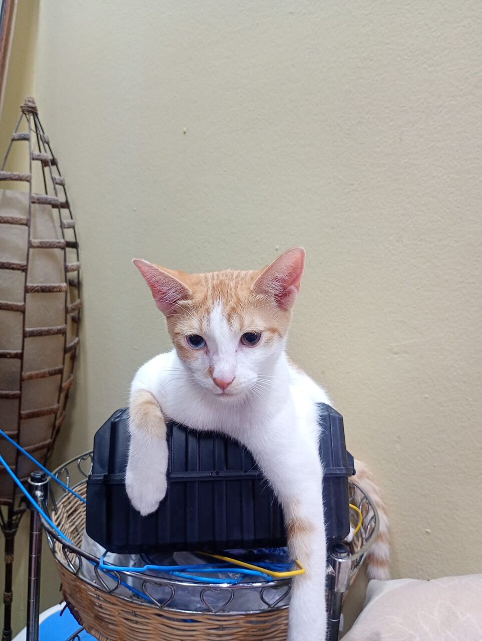 Dammam, Help, Want To Give Away My Kittens