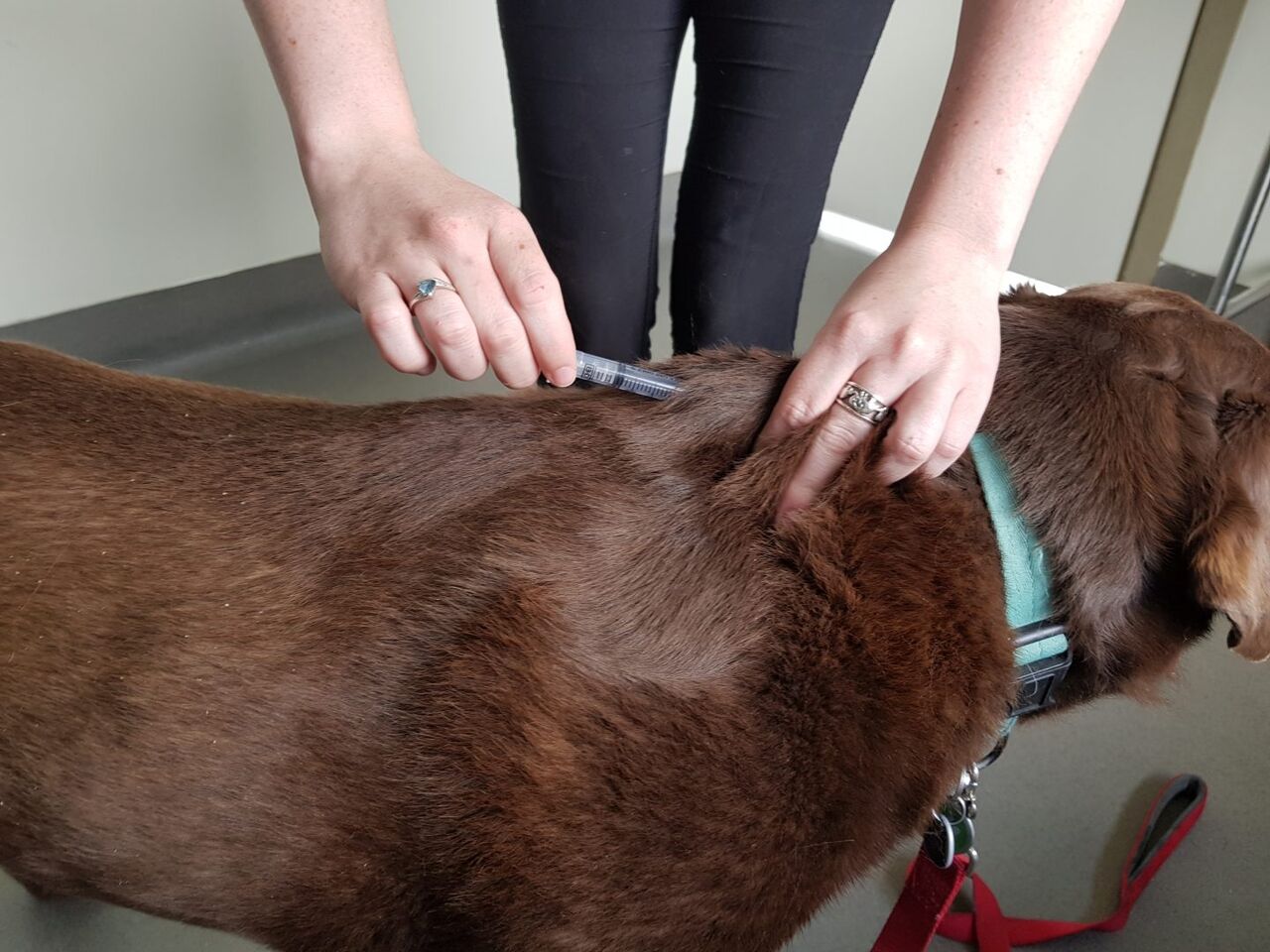 Melbourne, Health, Book Affordable Dog Vaccinations In Keysborough