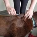 Book Affordable Dog Vaccinations In Keysborough