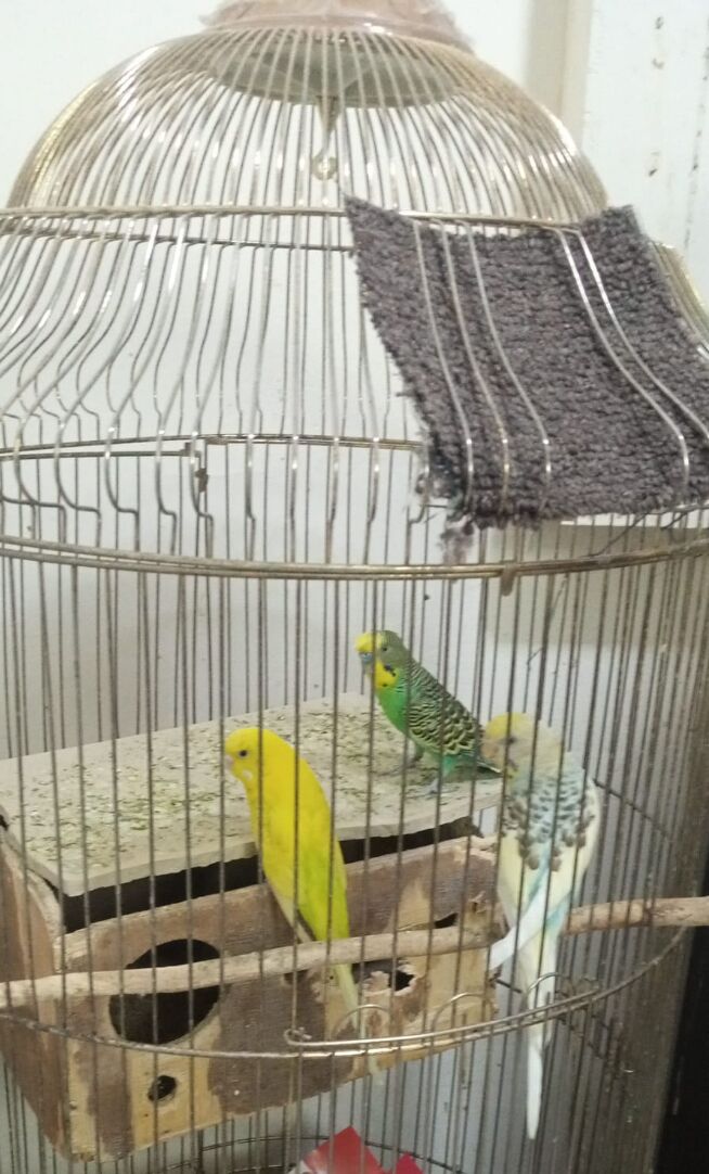 Umm Al Hassam, Pet Supplies, BHD 10,  Three Lovely Budgies For Sale