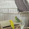 BHD 10,  Three Lovely Budgies For Sale
