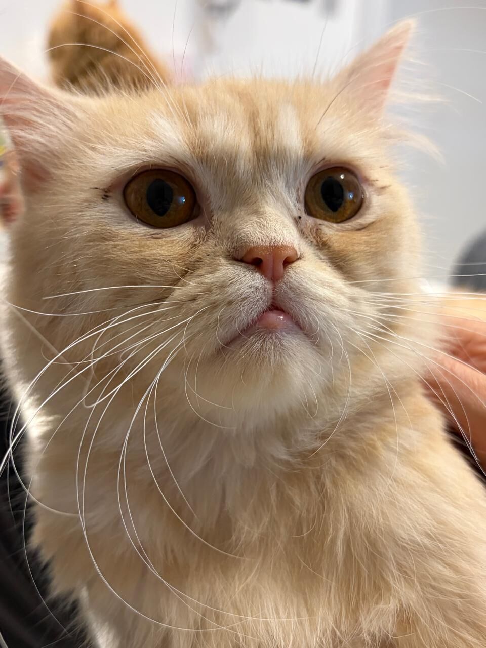 Riyadh, Pet Supplies, Male Cat Up For Adoption