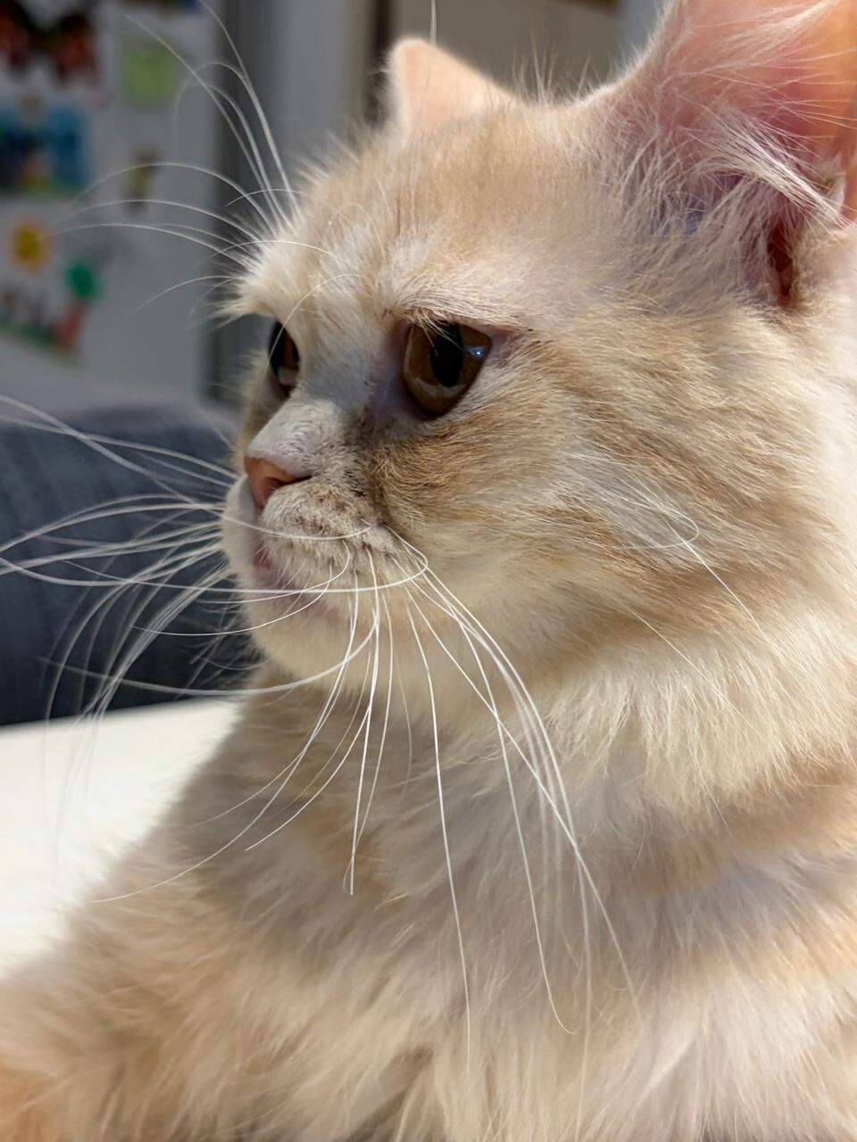 Riyadh, Pet Supplies, Male Cat Up For Adoption