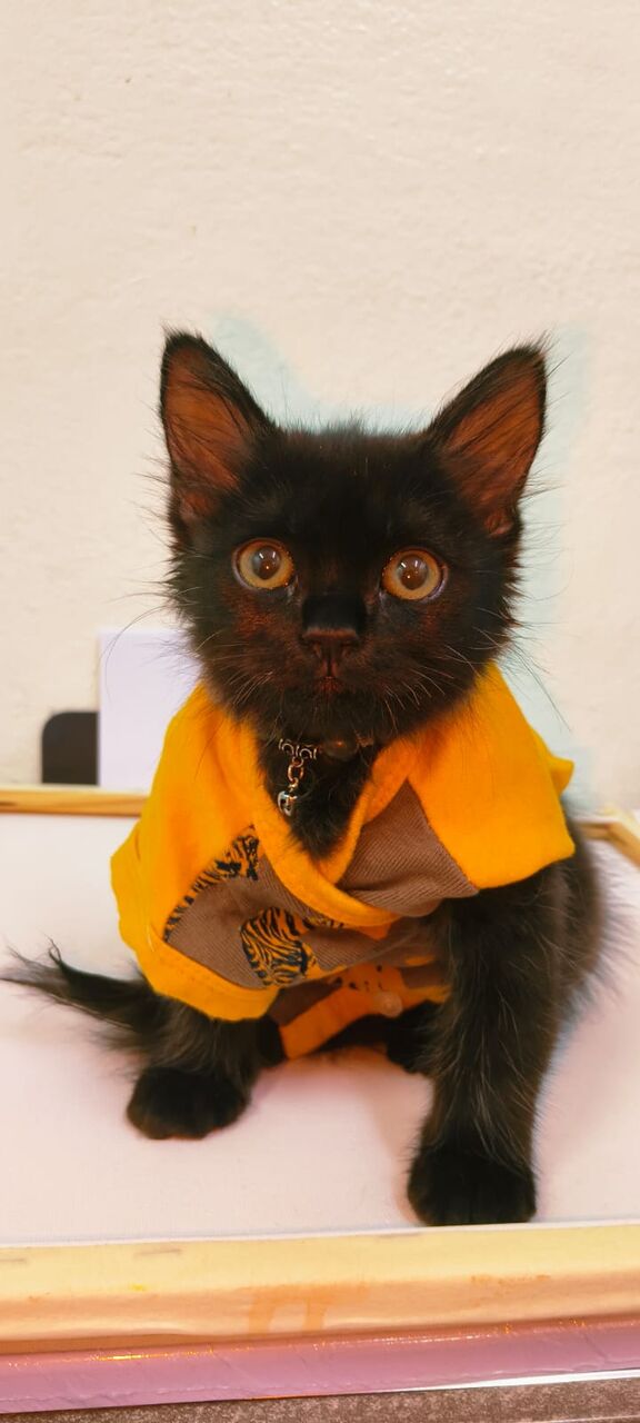 Al Adama, Pet Supplies, Free Adoption Kitten 3 Months Old Black Color Napoleon Serbian Mix