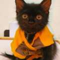 Free Adoption Kitten 3 Months Old Black Color Napoleon Serbian Mix
