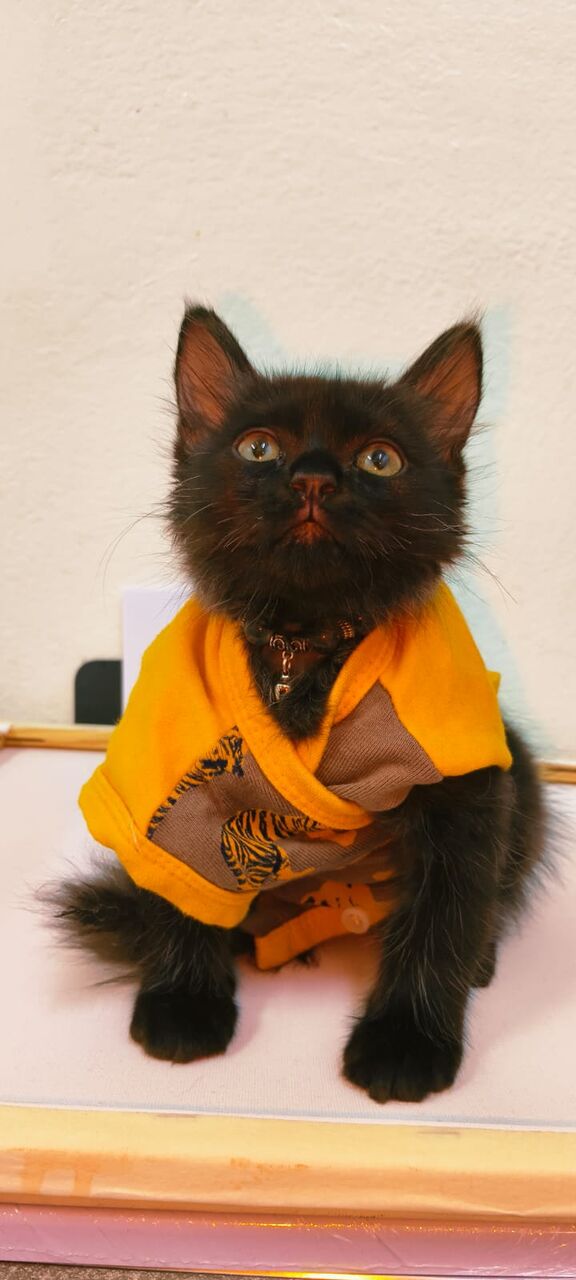 Al Adama, Pet Supplies, Free Adoption Kitten 3 Months Old Black Color Napoleon Serbian Mix
