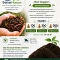 SAR 100,  🪱 Red Wiggler Earthworms – Composting Worms 🪱