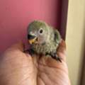 SAR 180,  New Born Baby Cute Rosy African Lovebirds, Peach Or Yellow Face