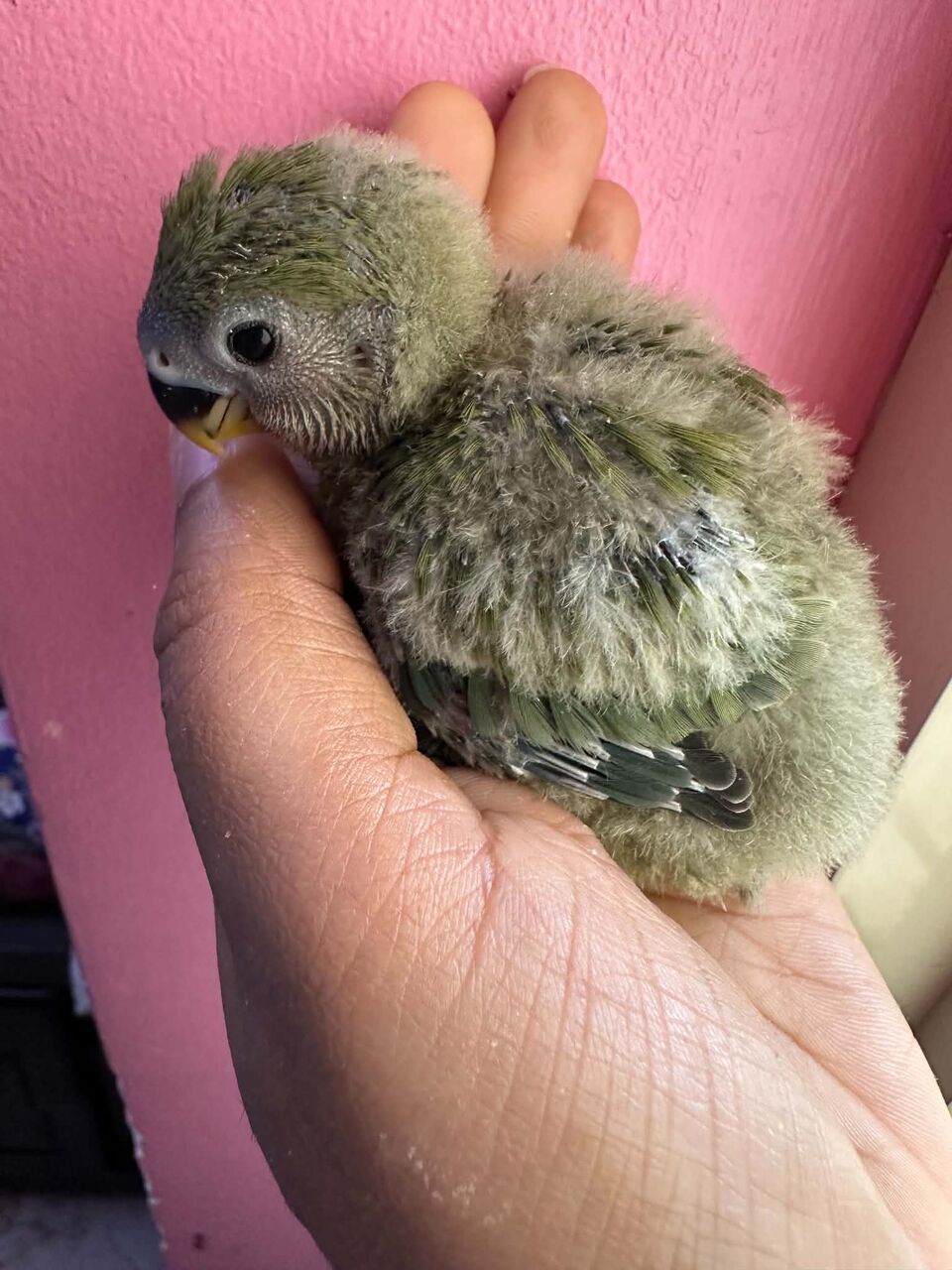 Jubail, Pet Supplies, SAR 180,  New Born Baby Cute Rosy African Lovebirds, Peach Or Yellow Face