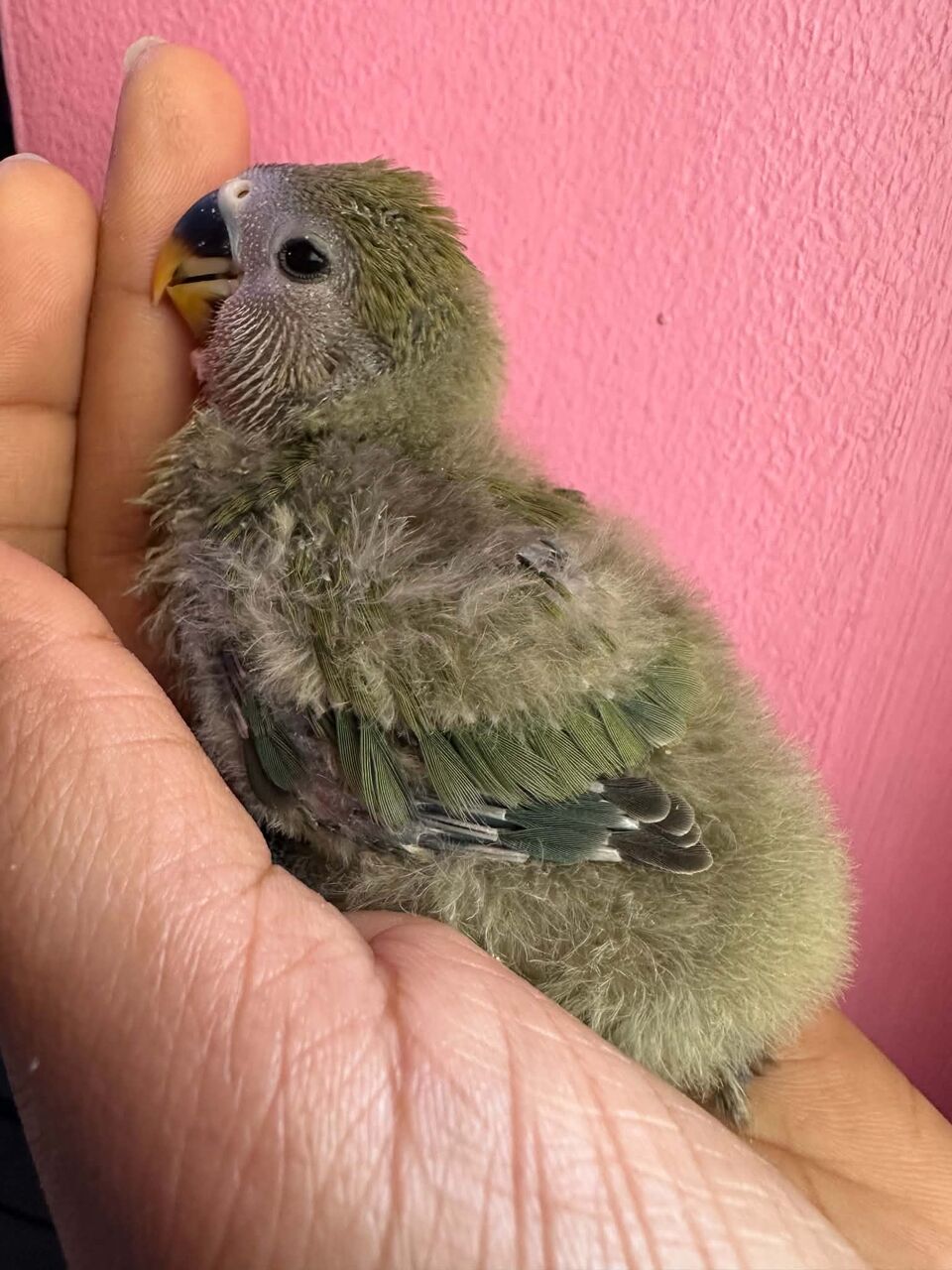 Jubail, Pet Supplies, SAR 180,  New Born Baby Cute Rosy African Lovebirds, Peach Or Yellow Face