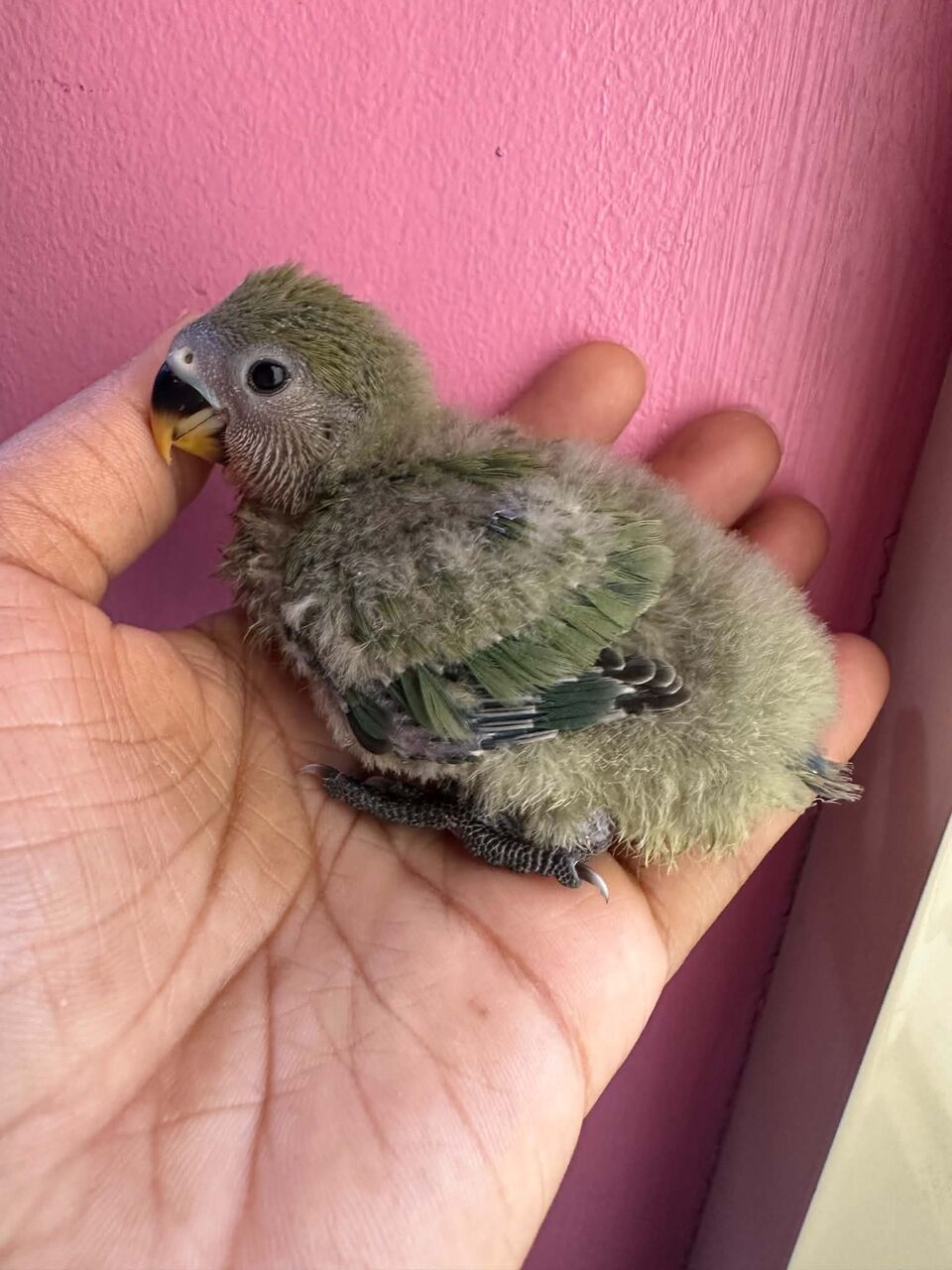Jubail, Pet Supplies, SAR 180,  New Born Baby Cute Rosy African Lovebirds, Peach Or Yellow Face