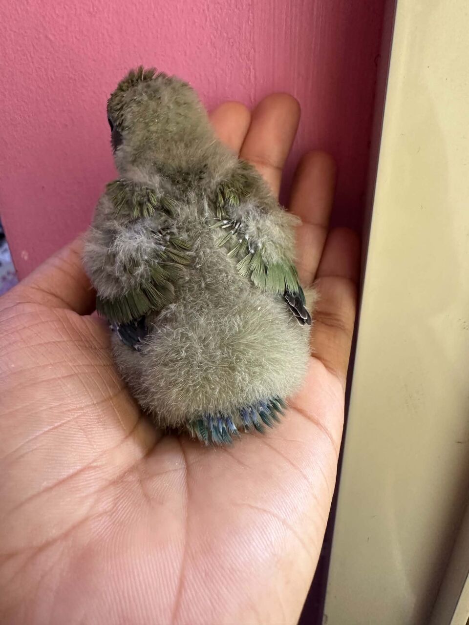 Jubail, Pet Supplies, SAR 180,  New Born Baby Cute Rosy African Lovebirds, Peach Or Yellow Face