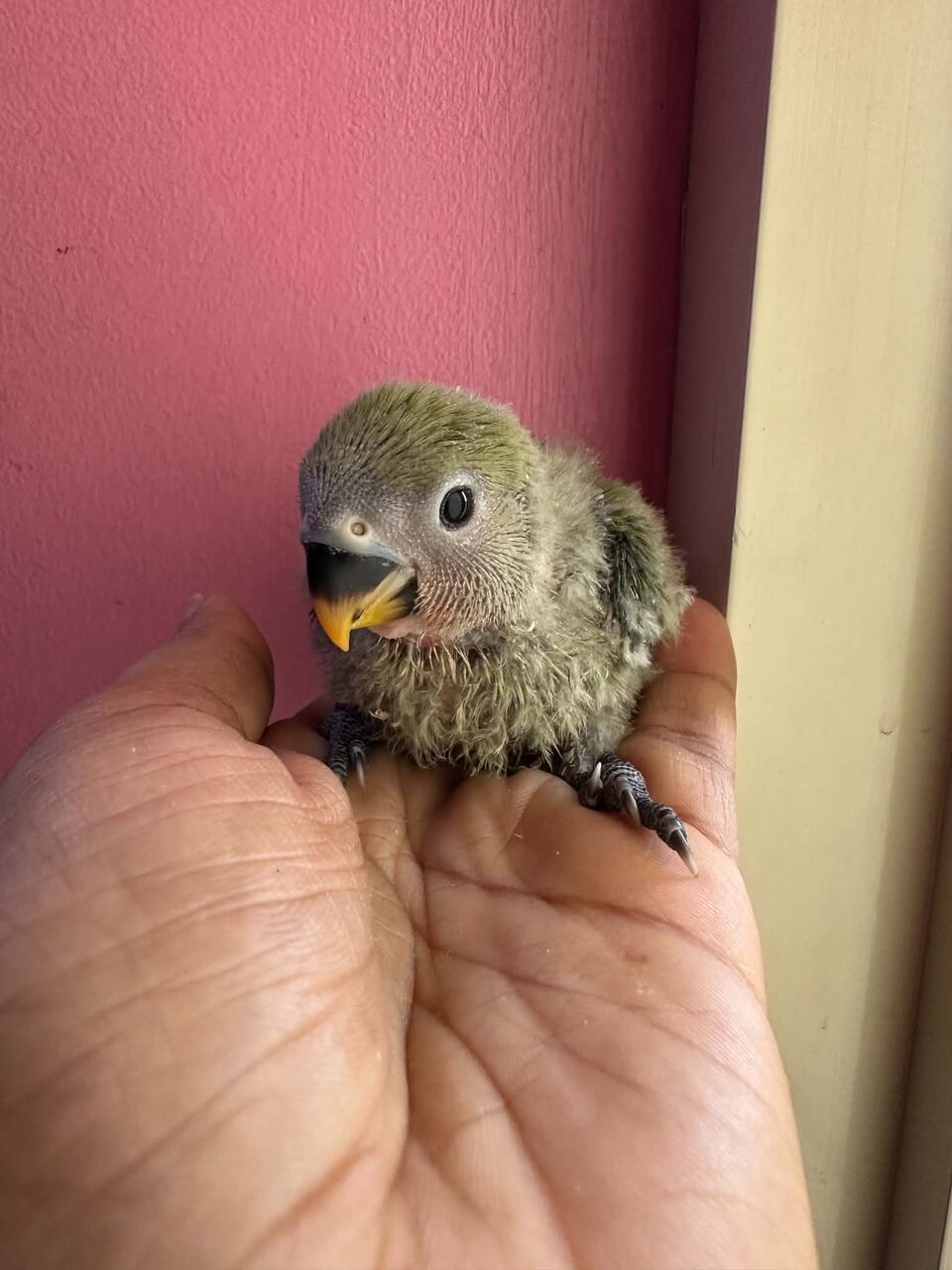 Jubail, Pet Supplies, SAR 180,  New Born Baby Cute Rosy African Lovebirds, Peach Or Yellow Face