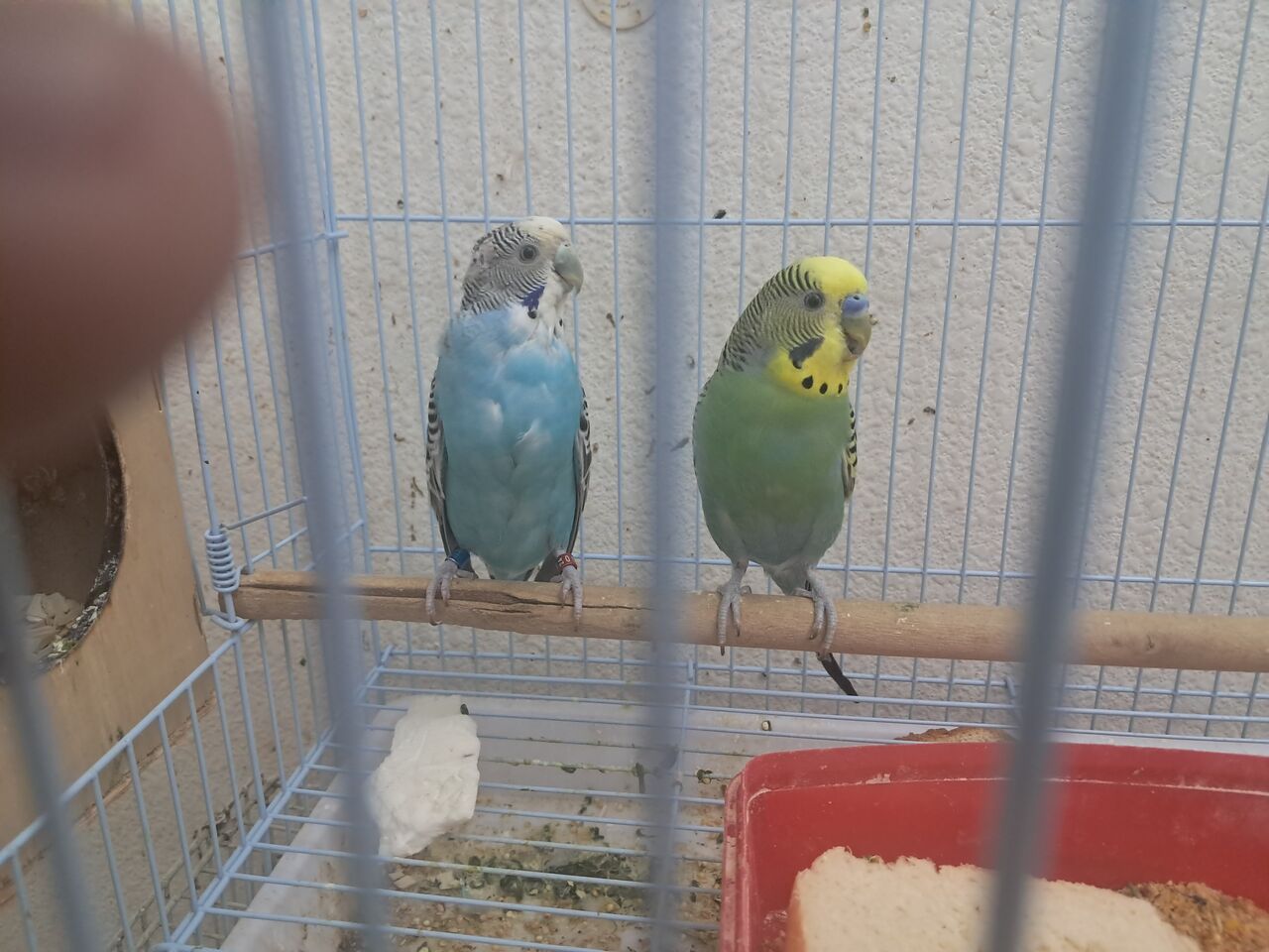 Al Aziziyah, Pet Supplies, SAR 400,  Love Birds With Chicks