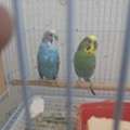 SAR 400,  Love Birds With Chicks