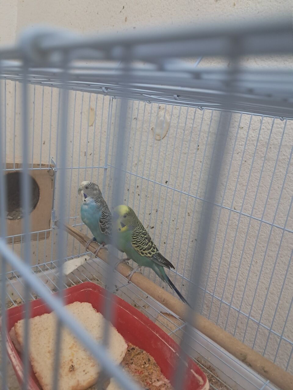 Al Aziziyah, Pet Supplies, SAR 400,  Love Birds With Chicks