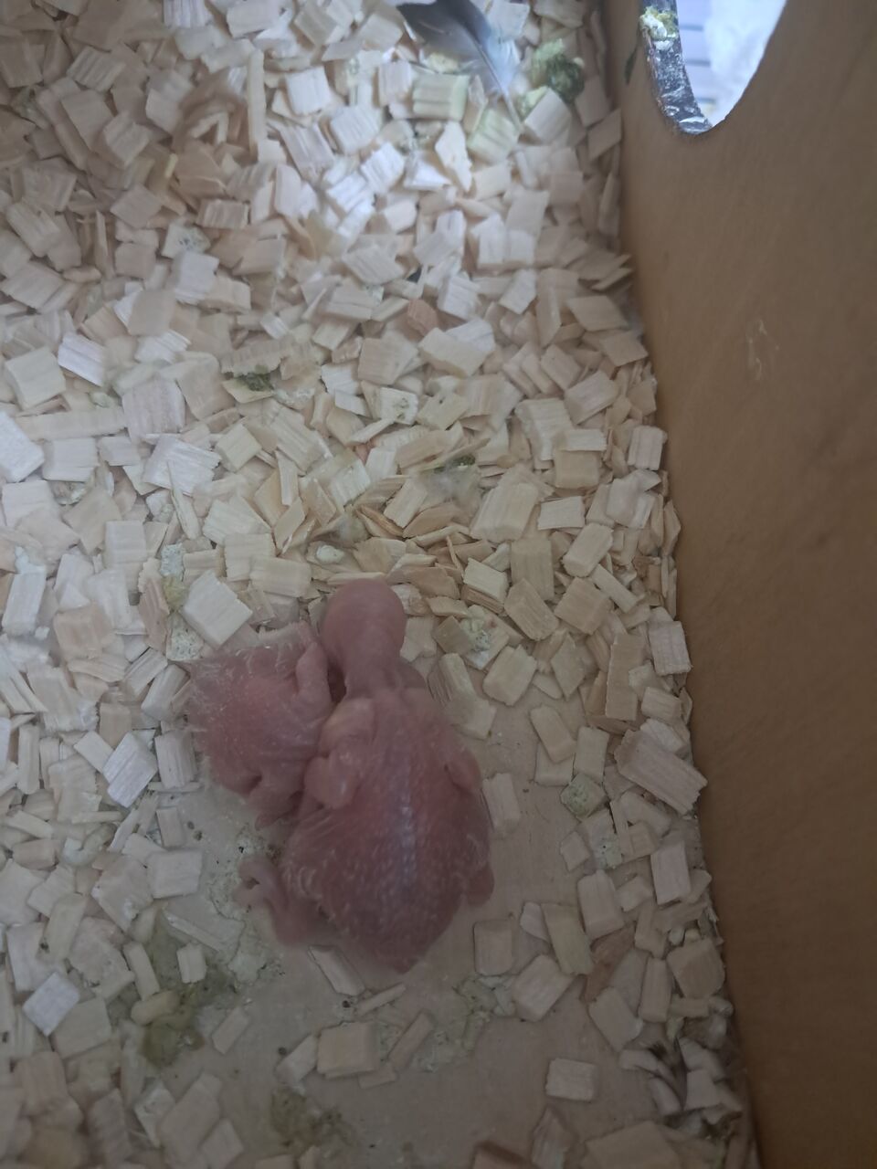 Al Aziziyah, Pet Supplies, SAR 400,  Love Birds With Chicks