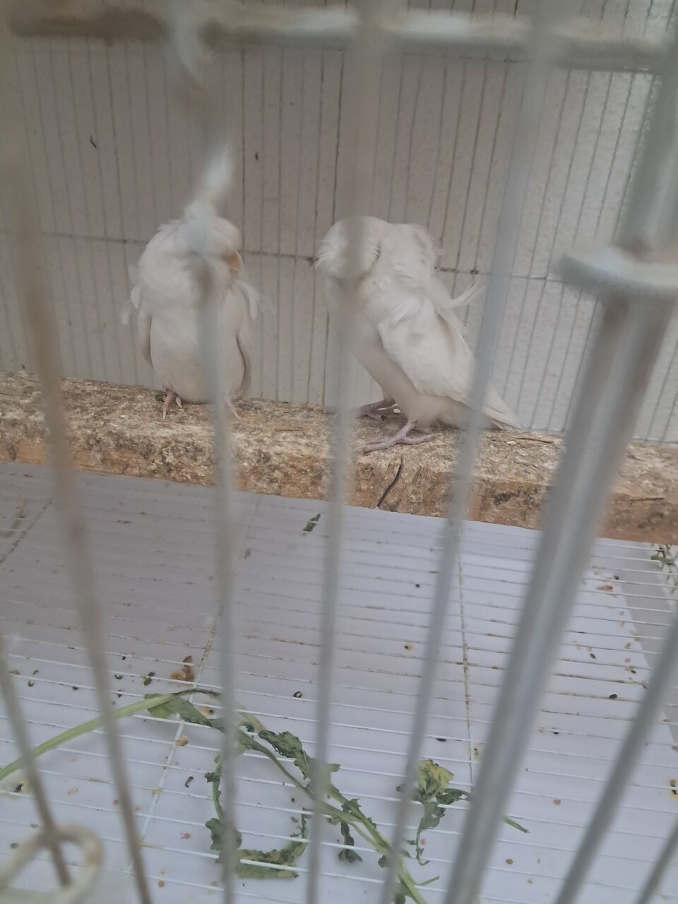 Al Aziziyah, Pet Supplies, SAR 600,  Cocktail And Hogo Birds